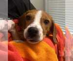 Small Photo #5 Beagle-Unknown Mix Puppy For Sale in Dunnellon, FL, USA