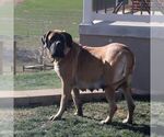 Small Photo #1 Mastiff Puppy For Sale in RED LION, PA, USA