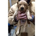 Small Photo #3 Goldendoodle Puppy For Sale in FULTON, MO, USA