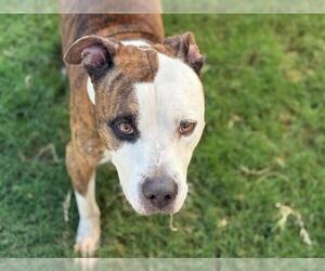 Boxer-Unknown Mix Dogs for adoption in Tulsa, OK, USA