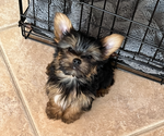 Puppy 3 Yorkshire Terrier