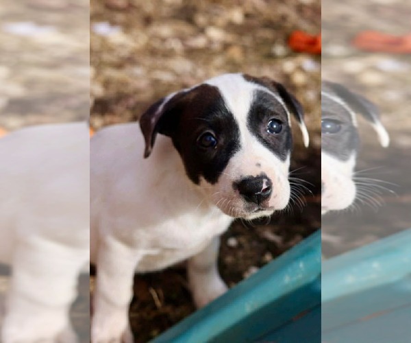 Medium Photo #3 American Staffordshire Terrier-Unknown Mix Puppy For Sale in Duluth, MN, USA