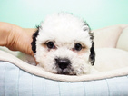 Small Photo #6 Shih-Poo Puppy For Sale in LAS VEGAS, NV, USA