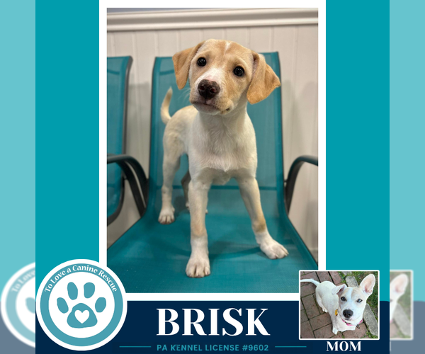 Medium Photo #2 Labrador Retriever-Unknown Mix Puppy For Sale in Kimberton, PA, USA