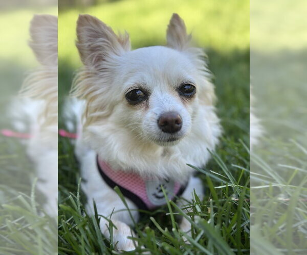 Medium Photo #14 Chihuahua Puppy For Sale in Mundelein, IL, USA