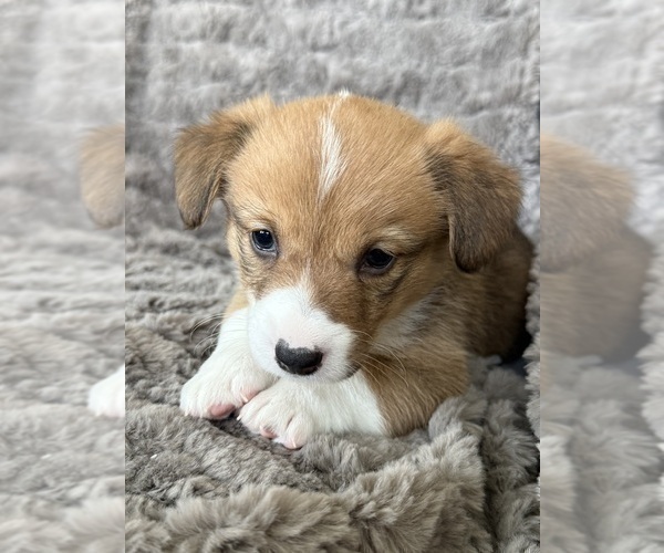 Medium Photo #6 Pembroke Welsh Corgi Puppy For Sale in BAYTOWN, TX, USA