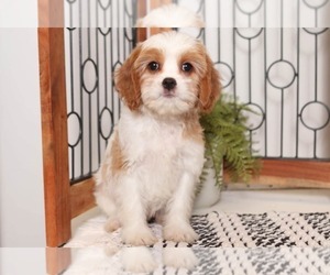 Cavapoo Puppy for sale in NAPLES, FL, USA