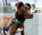 Small #1 Labrador Retriever Mix