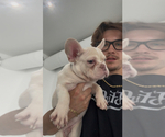 Small #3 French Bulldog