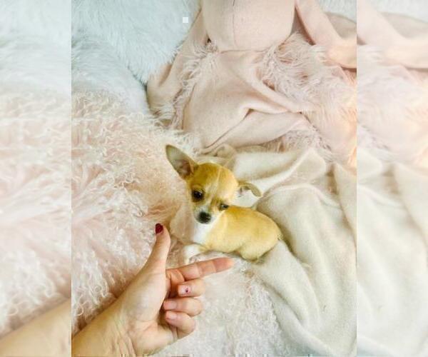 Medium Photo #21 Chihuahua Puppy For Sale in FORT LAUDERDALE, FL, USA