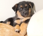 Puppy Eddie Shepweiller
