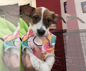 Jack Russell Terrier-Parson Russell Terrier Mix Dogs for adoption in Sanford, FL, USA