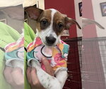 Freddy FH - Female Jack Russell Terrier-Parson Russell Terrier Mix Dog for Adoption - Small photo