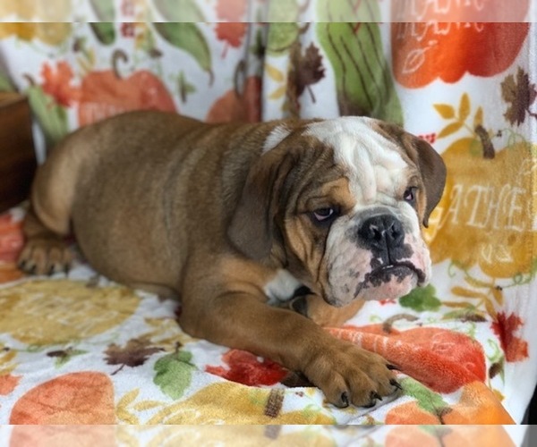 View Ad English Bulldog Puppy for Sale near Virginia