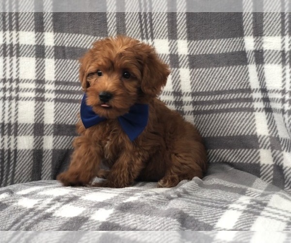 Medium Photo #4 Shih Tzu-YorkiePoo Mix Puppy For Sale in LAKELAND, FL, USA