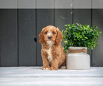 Puppy Tramp Cockapoo