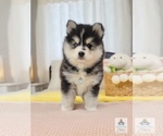 Small Photo #1 Pomsky Puppy For Sale in PRINCETON, MN, USA