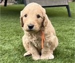 Small Photo #62 Goldendoodle Puppy For Sale in PHOENIX, AZ, USA
