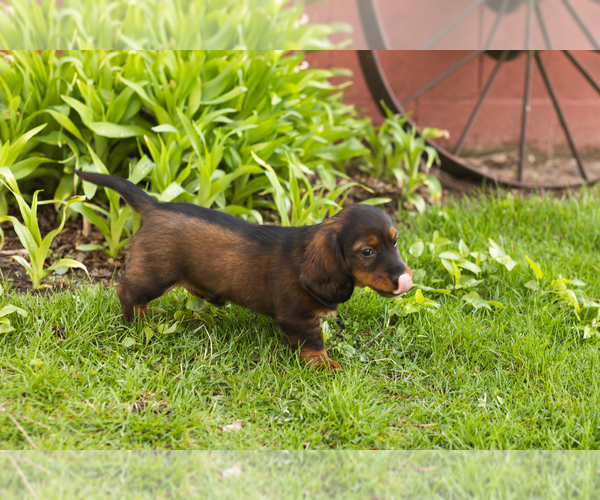 Medium Photo #4 Dachshund Puppy For Sale in WAKARUSA, IN, USA