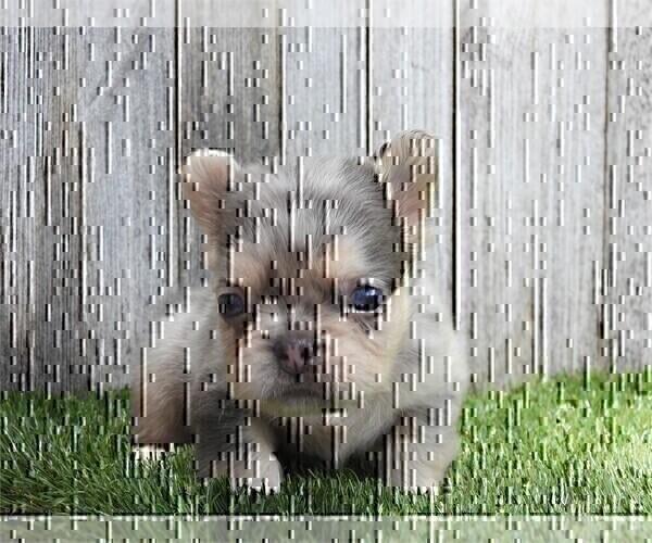 Medium Photo #12 French Bulldog Puppy For Sale in WEST PALM BEACH, FL, USA
