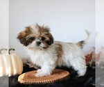 Small #2 Shih Tzu