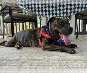 American Pit Bull Terrier Dogs for adoption in Louisville, KY, USA