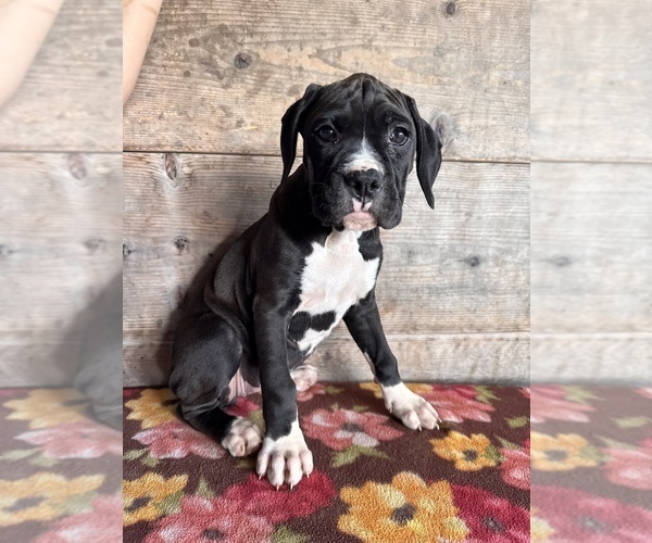 Medium Photo #8 Boxer Puppy For Sale in VERMONTVILLE, MI, USA