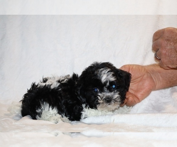Medium Photo #25 ShihPoo Puppy For Sale in DYERSBURG, TN, USA