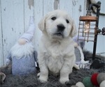 Small Photo #3 English Cream Golden Retriever Puppy For Sale in HONEY BROOK, PA, USA