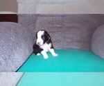 Small Photo #9 Border Collie Puppy For Sale in AIKEN, SC, USA