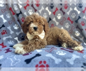 Cavapoo Puppy for sale in LAKELAND, FL, USA