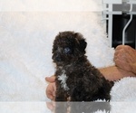 Small #1 Poodle (Toy)