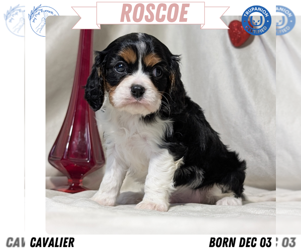 Medium Photo #1 Cavalier King Charles Spaniel Puppy For Sale in GOSHEN, IN, USA