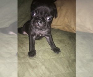 Pug Puppy for sale in FORT WAYNE, IN, USA