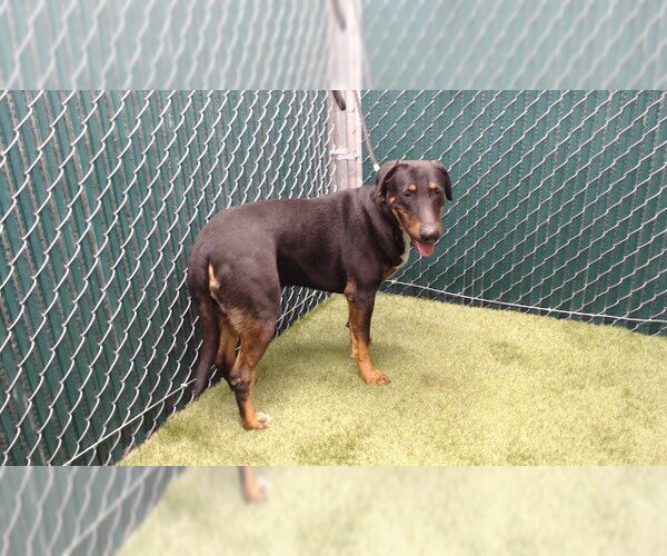 Medium Photo #1 Labrador Retriever-Unknown Mix Puppy For Sale in Downey, CA, USA