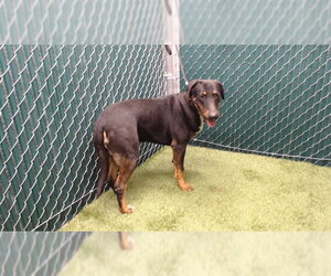 Labrador Retriever-Unknown Mix Dogs for adoption in Downey, CA, USA