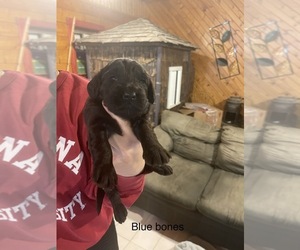 Goldendoodle-Unknown Mix Puppy for sale in MONTGOMERY, IN, USA