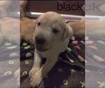 Small Photo #2 Labrador Retriever Puppy For Sale in COLORADO SPRINGS, CO, USA