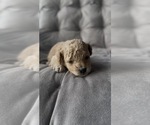 Puppy AKC Bliss Poodle (Toy)