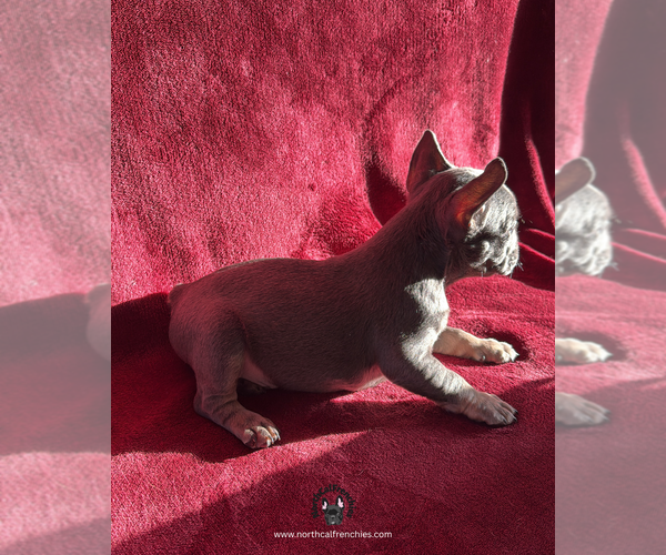 Medium Photo #3 French Bulldog Puppy For Sale in SACRAMENTO, CA, USA