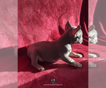 Small #2 French Bulldog
