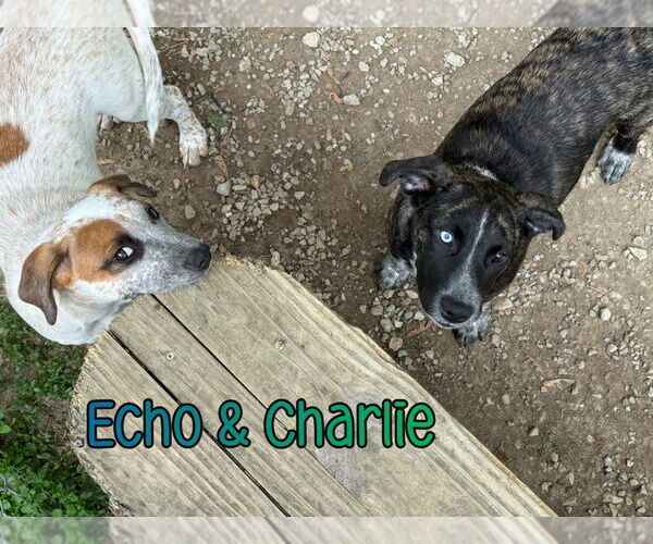 Medium Photo #7 American Pit Bull Terrier-Catahoula Leopard Dog Mix Puppy For Sale in Port Clinton, OH, USA