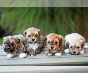Havanese Puppy for sale in NORTH LAWRENCE, OH, USA