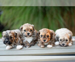 Image preview for Ad Listing. Nickname: Toby