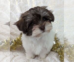 Havanese Puppy for sale in POST FALLS, ID, USA