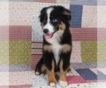 Small #12 Miniature Australian Shepherd