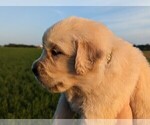 Small Photo #2 Golden Retriever Puppy For Sale in WOOSTER, OH, USA