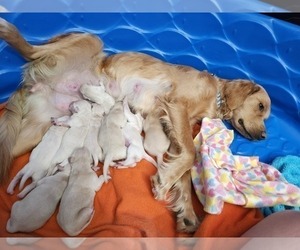Mother of the Golden Retriever puppies born on 01/03/2023