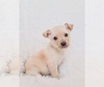 Small Photo #9 Australian Retriever Puppy For Sale in McDonough, GA, USA
