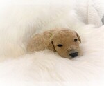 Small Photo #3 Goldendoodle Puppy For Sale in ZEBULON, NC, USA